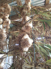 Load image into Gallery viewer, NON- GMO Elephant Garlic Bulbs and Elephant Garlic Cloves, Grown in the USA Without Synthetic Herbicides or Pesticides