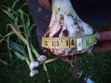 Load image into Gallery viewer, NON- GMO Elephant Garlic Bulbs and Elephant Garlic Cloves, Grown in the USA Without Synthetic Herbicides or Pesticides