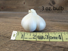 Load image into Gallery viewer, NON- GMO Elephant Garlic Bulbs and Elephant Garlic Cloves, Grown in the USA Without Synthetic Herbicides or Pesticides
