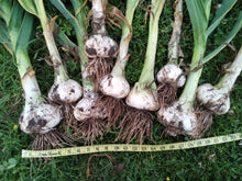 Load image into Gallery viewer, NON- GMO Elephant Garlic Bulbs and Elephant Garlic Cloves, Grown in the USA Without Synthetic Herbicides or Pesticides
