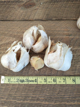 Load image into Gallery viewer, NON- GMO Elephant Garlic Bulbs and Elephant Garlic Cloves, Grown in the USA Without Synthetic Herbicides or Pesticides
