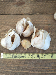 NON- GMO Elephant Garlic Bulbs and Elephant Garlic Cloves, Grown in the USA Without Synthetic Herbicides or Pesticides