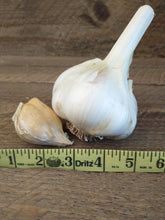 Load image into Gallery viewer, NON- GMO Elephant Garlic Bulbs and Elephant Garlic Cloves, Grown in the USA Without Synthetic Herbicides or Pesticides
