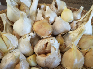 garlic herbicides NON- GMO Elephant Garlic Bulbs and Elephant Garlic Cloves, Grown in th – New Direction Crafters